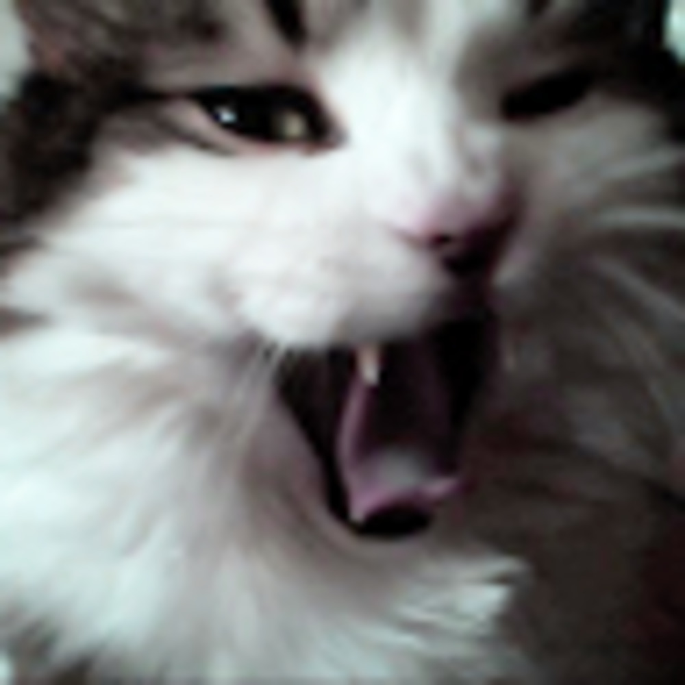 Meet your Posher, Binx